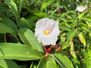 White Spiral Ginger Flower Blooming in Tropical Garden – Close-Up of Costus Speciosus with Green Foliage, Perfect for Nature, Botanical, and Exotic Plant-Themed Projects. Yogyakarta Indonesia