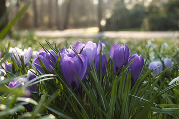 blumen