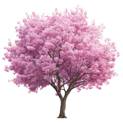 A breathtaking pink cherry blossom tree in full bloom, a symbol of spring's gentle arrival, showcasing delicate petals against a pristine white background.