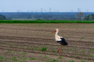 white stork (Ciconia ciconia) walking in a freshly tilled field. In the background is a rural landscape with a power line on the horizon. A typical sight for spring in the agricultural areas of Centra