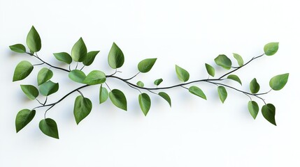 Fototapeta premium A delicate branch with vibrant green leaves gracefully stretches across a pristine white background space