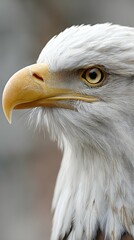 Obraz premium Majestic Bald Eagle CloseUp Profile Sharp Yellow Beak, Intense Golden Eye, White Feathers