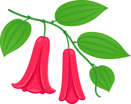 Copihue, Chilean bellflower, lapageria rosea. Vine with red flowers drawing, vector clipart illustration.