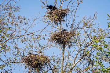 Tree top level view of crows nesting in tree top in Gloucestershire, UK, on 11 April 2025