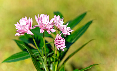 Blooming Pink Chrysanthemum Flowers on a Soft Yellow Background