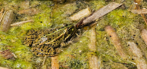 Grenouille verte camouflée dans les algues et débris