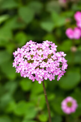Fototapeta premium close-up of a dense cluster of delicate light pink flowers