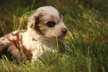 Fototapeta premium A brown and white puppy is laying in the grass