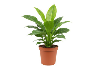 Obraz premium Potted plant, vibrant green leaves (1)