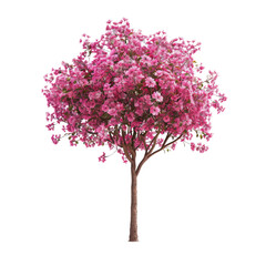 A vibrant pink flowering tree in full bloom, a breathtaking spectacle of spring's arrival against a stark white background.