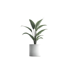 Bird of Paradise Plant in White Pot - Minimalist Indoor Plant