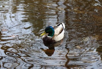 公園にいる鴨　カナダ モントリオール