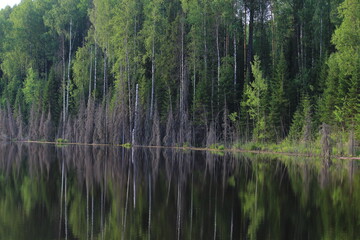 lake in the Solnechny forest on a summer day