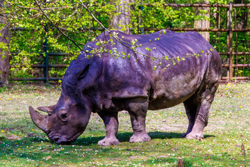 The white rhinoceros, white rhino or square-lipped rhinoceros (Ceratotherium simum) is the largest...