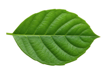 Obraz premium Close-up of vibrant green leaf