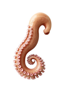 Abstract Study of an Octopus Tentacle Against Dark Backdrop with Fluid Dynamics