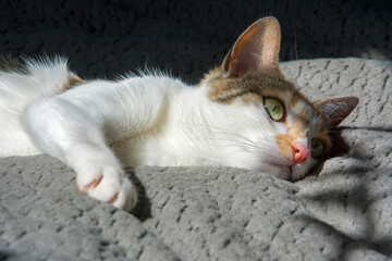 A domestic cat is lying down on a bed