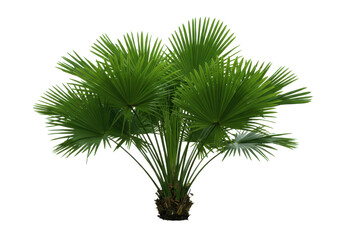 Lush tropical plant (1)