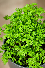vibrant pot of fresh green parsley