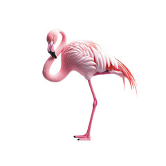 Elegant Flamingo in Profile A Pink Bird on Transparent Background