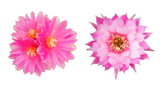 Two vibrant pink cactus flowers isolated on black background. High resolution cut-out ideal for botanical designs, natural cosmetics, or floral-themed compositions