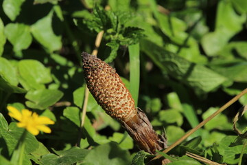 Equisetum telmateia, the great horsetail or northern giant horsetail. The great or maximum horsetail (Equisetum telmateia) in a meadow in northern Italy. Perennial herbaceous plant of the Equisetaceae