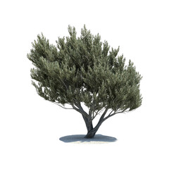 Isolated 3D Render of a Mature Olive Tree on White Sand