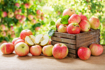 fresh apples in wooden box on orchard garden background