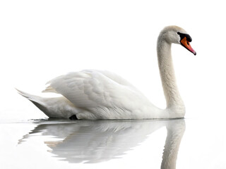 Fototapeta premium Elegant swan gliding gracefully across calm waters during a serene afternoon