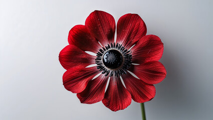 Fototapeta premium Close Up Vibrant Red Anemone Flower With Black Center Against Clean White Background