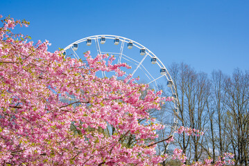 Pink sakura trees in full bloom dominate the foreground in Victory Park, Riga, with a white Ferris...