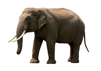 Obraz premium Majestic elephant portrait