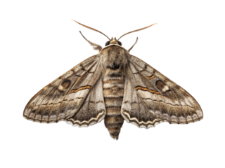 Moth with intricate patterns resting against a white background showcasing its details