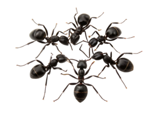 Black ants gather in a circular formation on a white background during an afternoon exploration