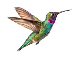 Fototapeta premium Colorful hummingbird hovering in mid-air with vibrant feathers against a plain background
