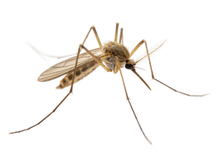 Close-up view of a mosquito highlighted on a white background showcasing intricate features and detailed anatomy of the insect