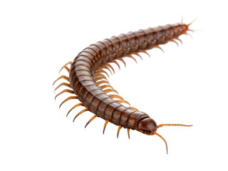 Detailed view of a millipede showcasing its segmented body and numerous legs