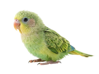 Colorful green parakeet perched and looking curiously at the camera inside a bright indoor setting