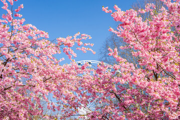 Pink sakura trees in full bloom in Victory Park, Riga, with a ferris wheel partially visible in the...