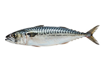 Mackerel Fish Isolated