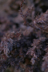 dried brown thuja tree branches background