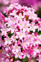 Fototapeta premium close-up of a cluster of delicate pink flowers with white stripes
