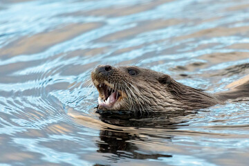 Eurasian Otter (Lutra lutra)