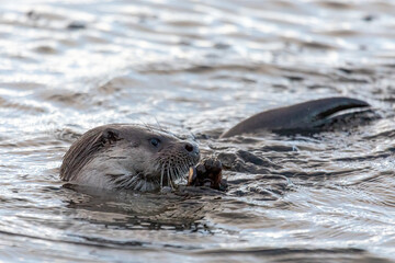 Fototapeta premium Eurasian Otter (Lutra lutra)