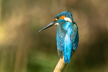Common kingfisher (Alcedo atthis) during on branch tree for diving into water eating fish at the river.Kingfisher fishing and hunting perching on a twig.Nature animal wildlife concept.