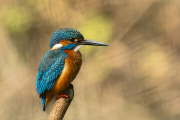 Common kingfisher (Alcedo atthis) during on branch tree for diving into water eating fish at the river.Kingfisher fishing and hunting perching on a twig.Nature animal wildlife concept.