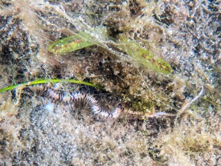 An Arm of a Burrowing Brittle Star (Amphiodia urtica) Protruding from the Sand at the Blue Heron Bridge, Phil Foster Park, Riviera Beach, Florida