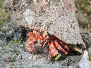 A Giant Red Hermit Crab (Petrochirus diogenes) at the Blue Heron Bridge, Riviera Beach, Florida