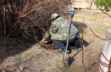 An elderly farmer squatting, digging in the branches of a honeysuckle bush, sprinkling them with...