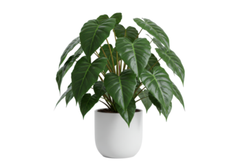Lush houseplant in pot